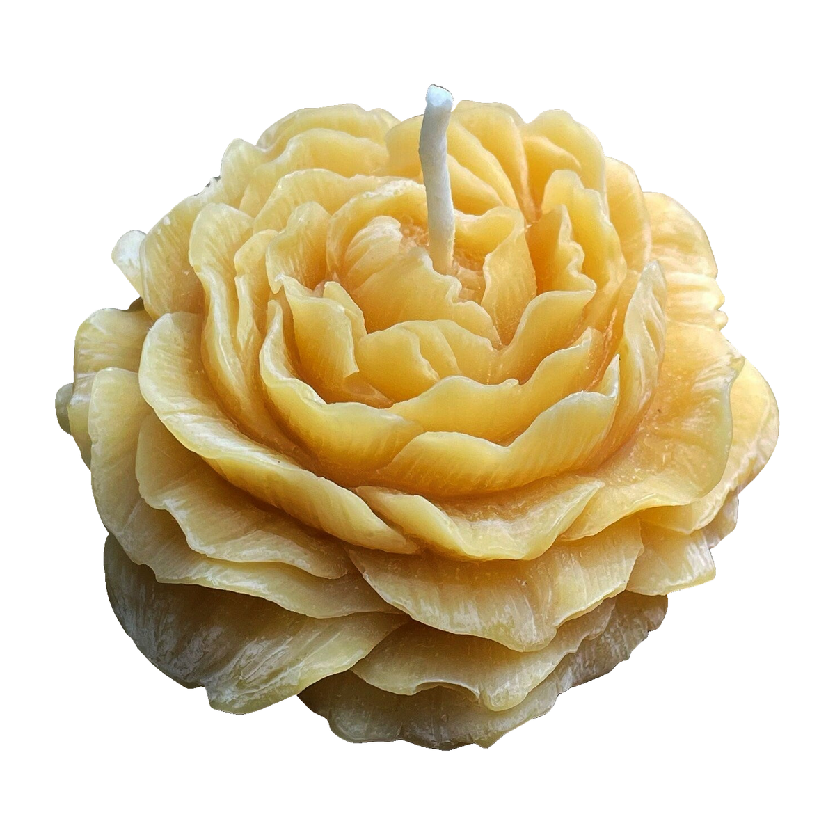 Peony flower beeswax candle with original sculpted petals and cotton wick on a pure white background.