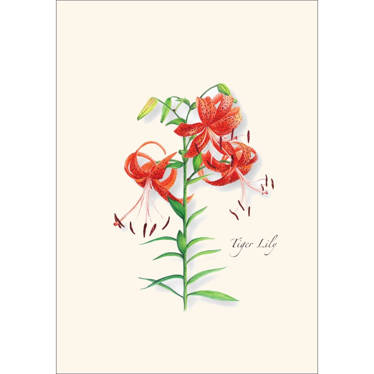 Garden Favorites Assortment Greeting Cards