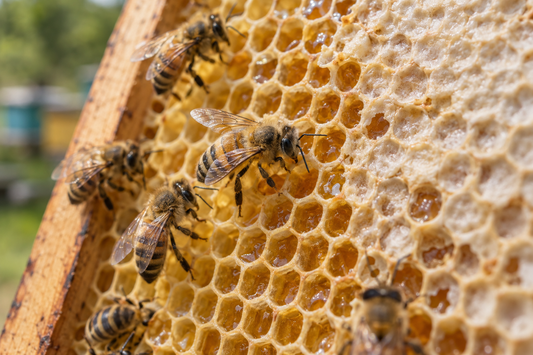 Photorealistic illustration of worker honeybees on golden honeycomb beside pale wax-capped honey cells.