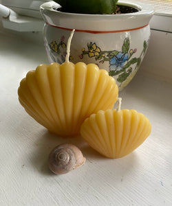Clam Shell Beeswax Candle Set - Bees Light Candles