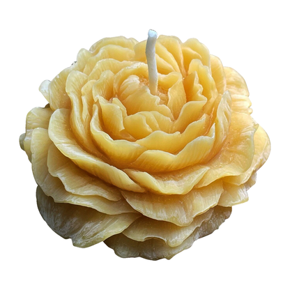 Peony flower beeswax candle with original sculpted petals and cotton wick on a pure white background.