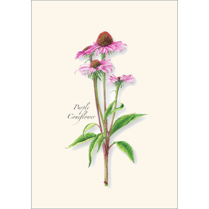 Garden Favorites Assortment Greeting Cards
