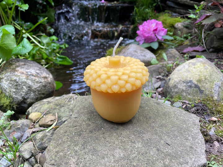 Giant Acorn Beeswax Candle | Oak Tree Jumbo Nut 100% Bees Wax Pure and Clean Burning | Fall Festive |Thanksgiving | Big Tree Seed | Large - Bees Light Candles