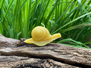 Snail Beeswax Candle - Bees Light Candles