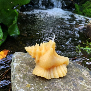 Seashell Beeswax Candle - Bees Light Candles